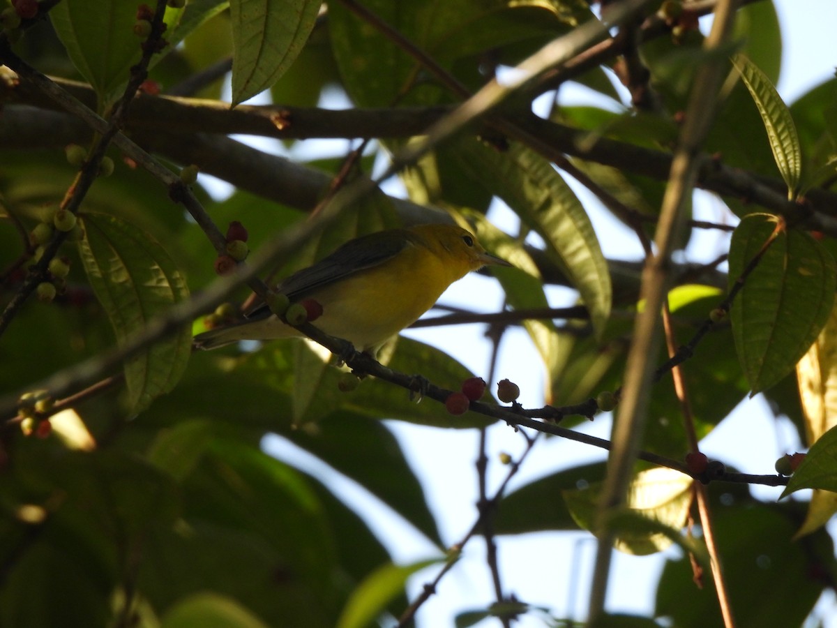Prothonotary Warbler - ML625886538