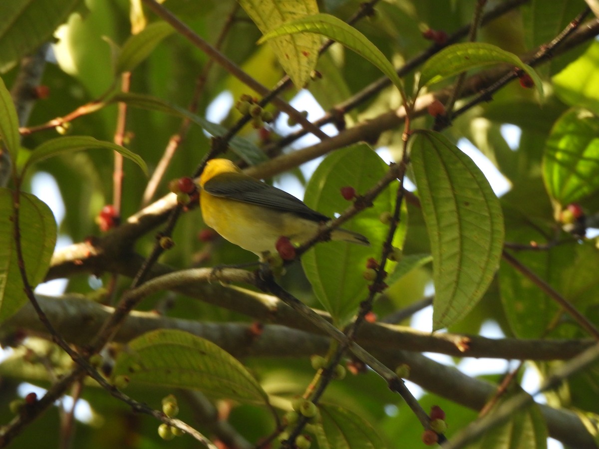 Prothonotary Warbler - ML625886539