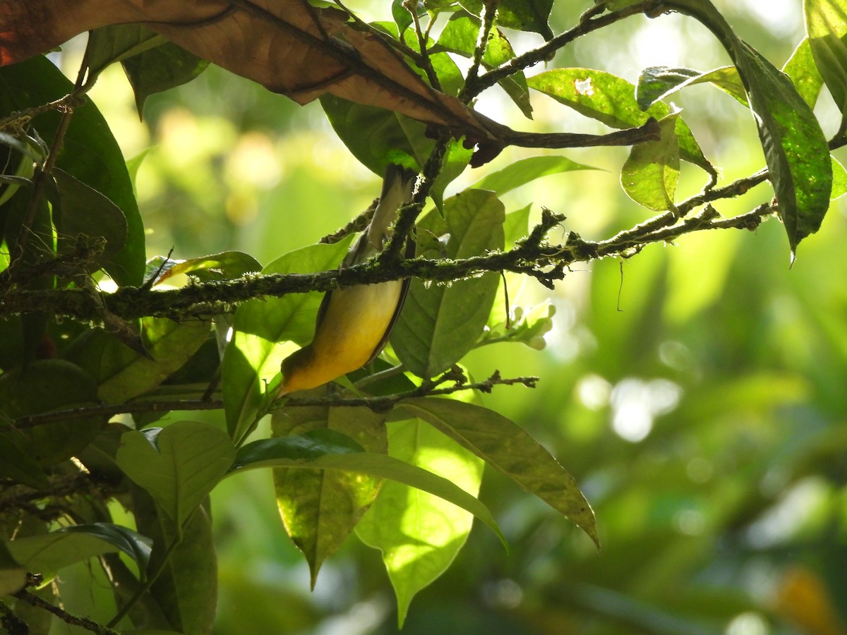 Prothonotary Warbler - ML625886540