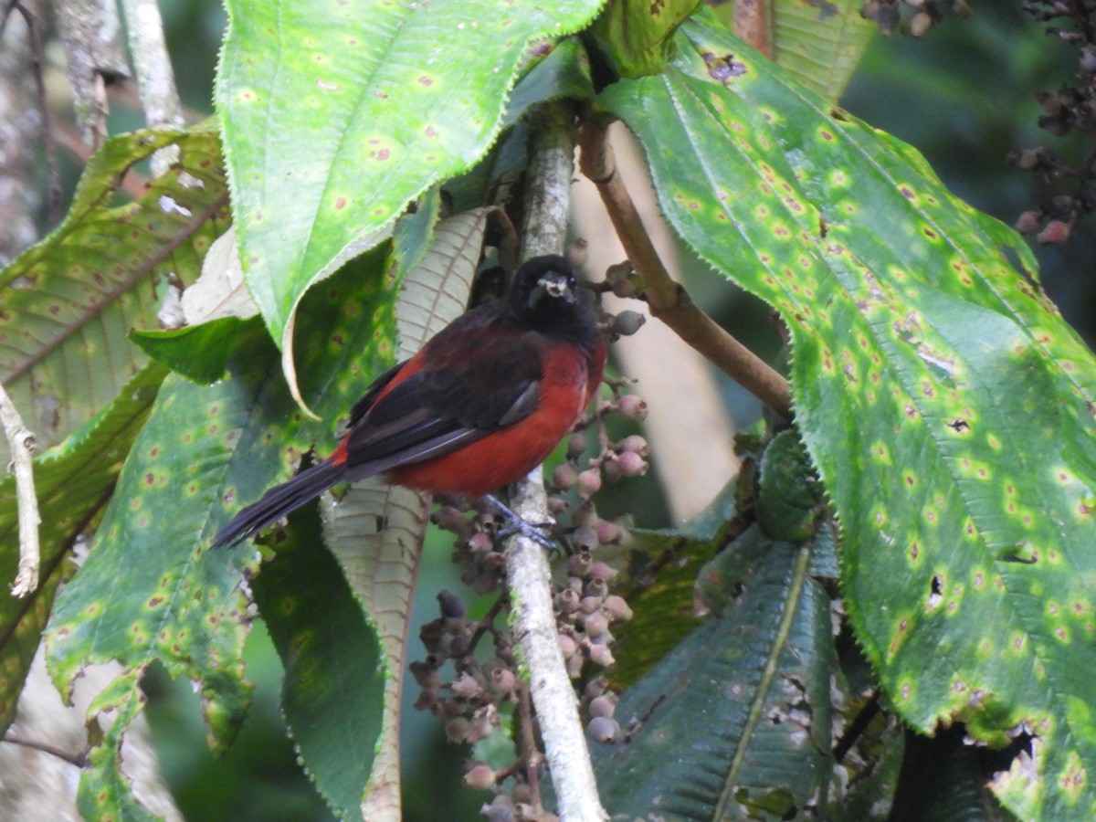 Crimson-backed Tanager - ML625886557
