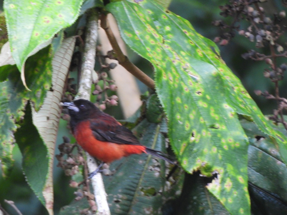 Crimson-backed Tanager - ML625886558