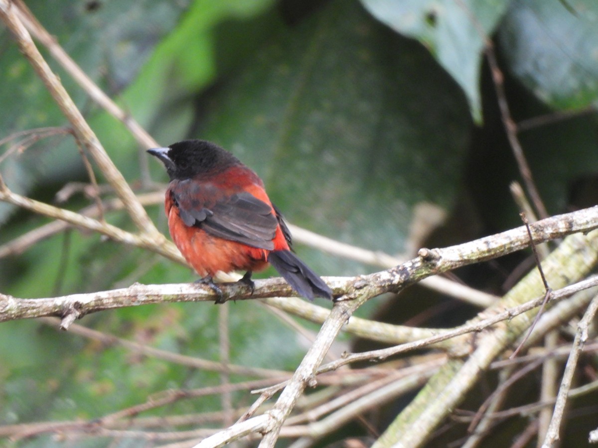 Crimson-backed Tanager - ML625886559