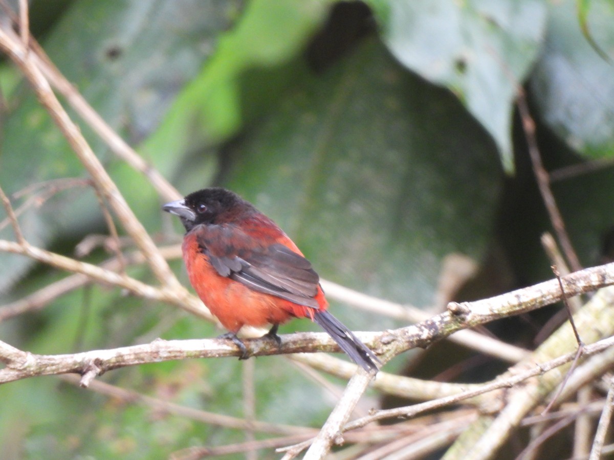 Crimson-backed Tanager - ML625886560