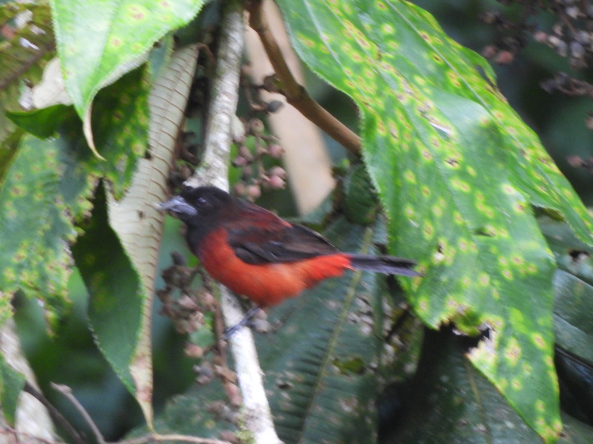 Crimson-backed Tanager - ML625886561