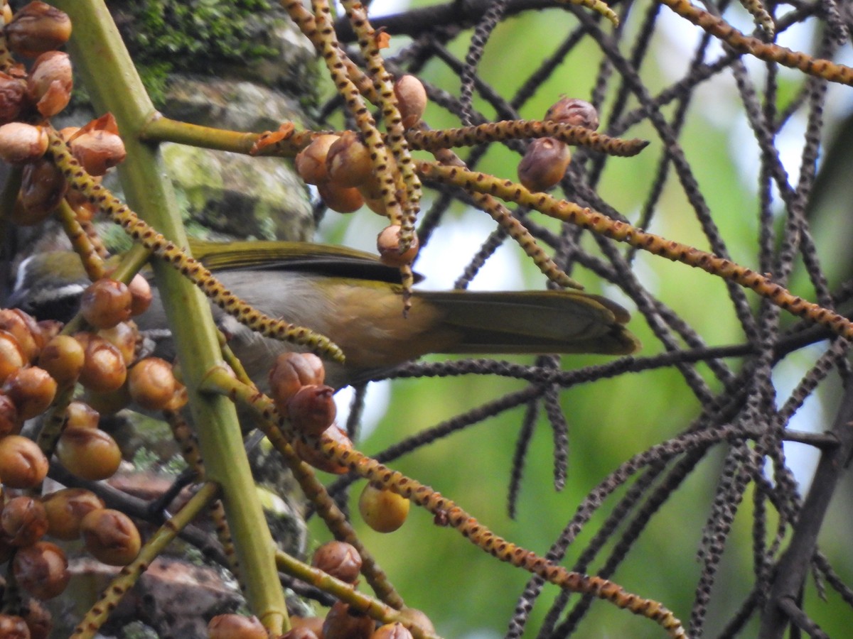 Buff-throated Saltator - ML625886593