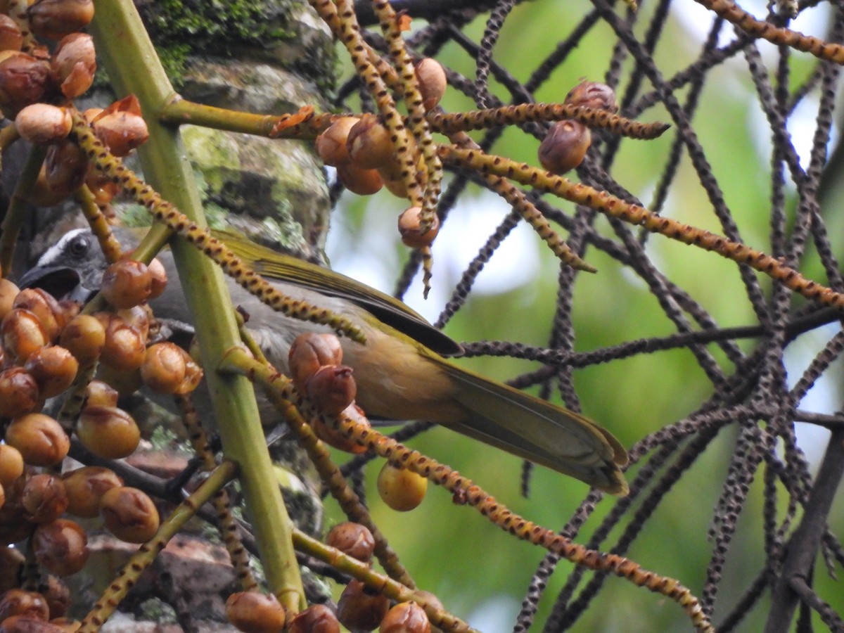 Buff-throated Saltator - ML625886594