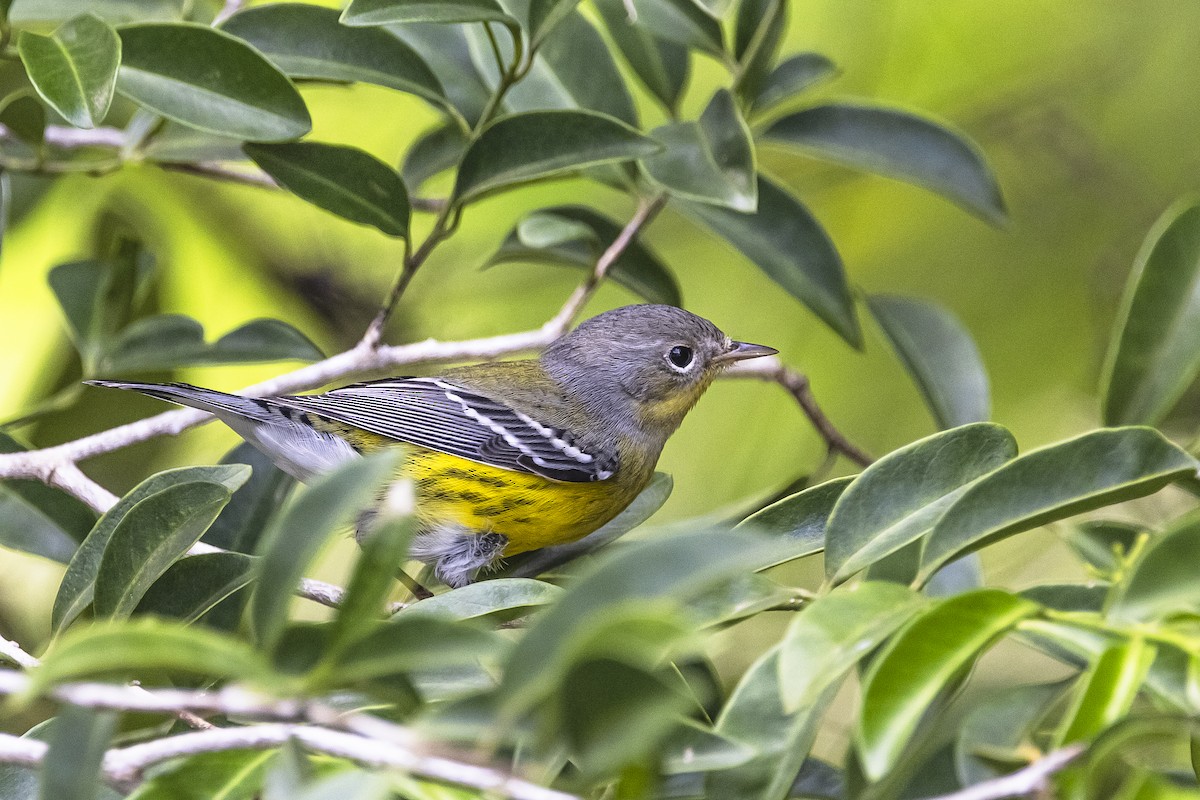 lesňáček tajgový - ML625886645