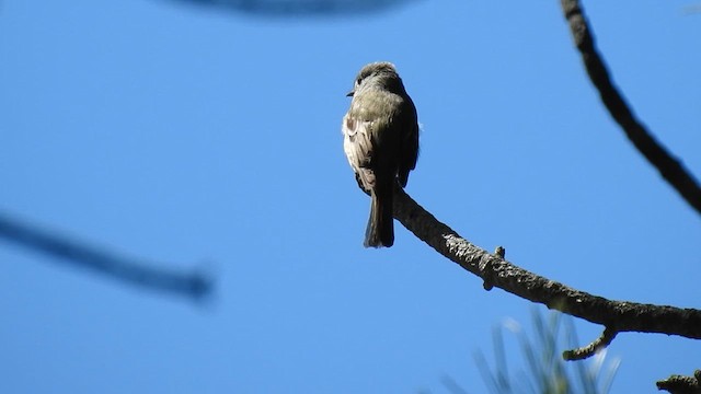Hammond's Flycatcher - ML625886662