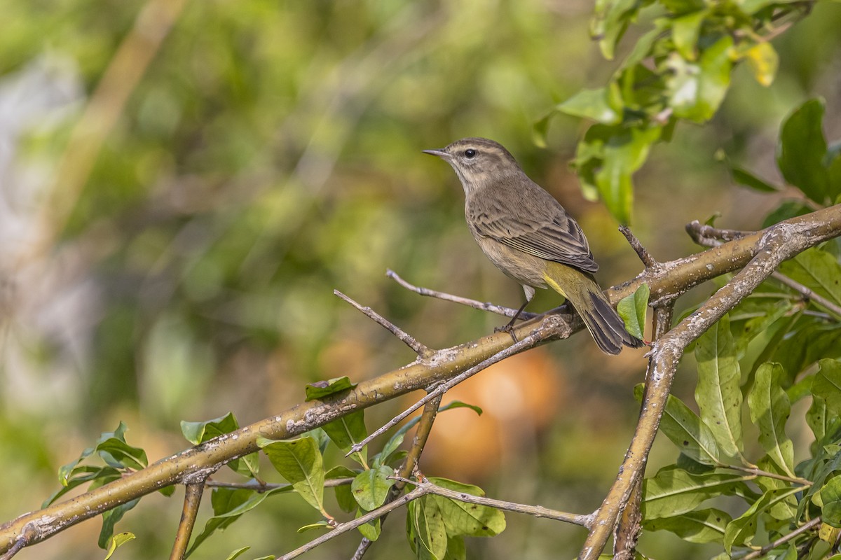 lesňáček bažinný - ML625886663