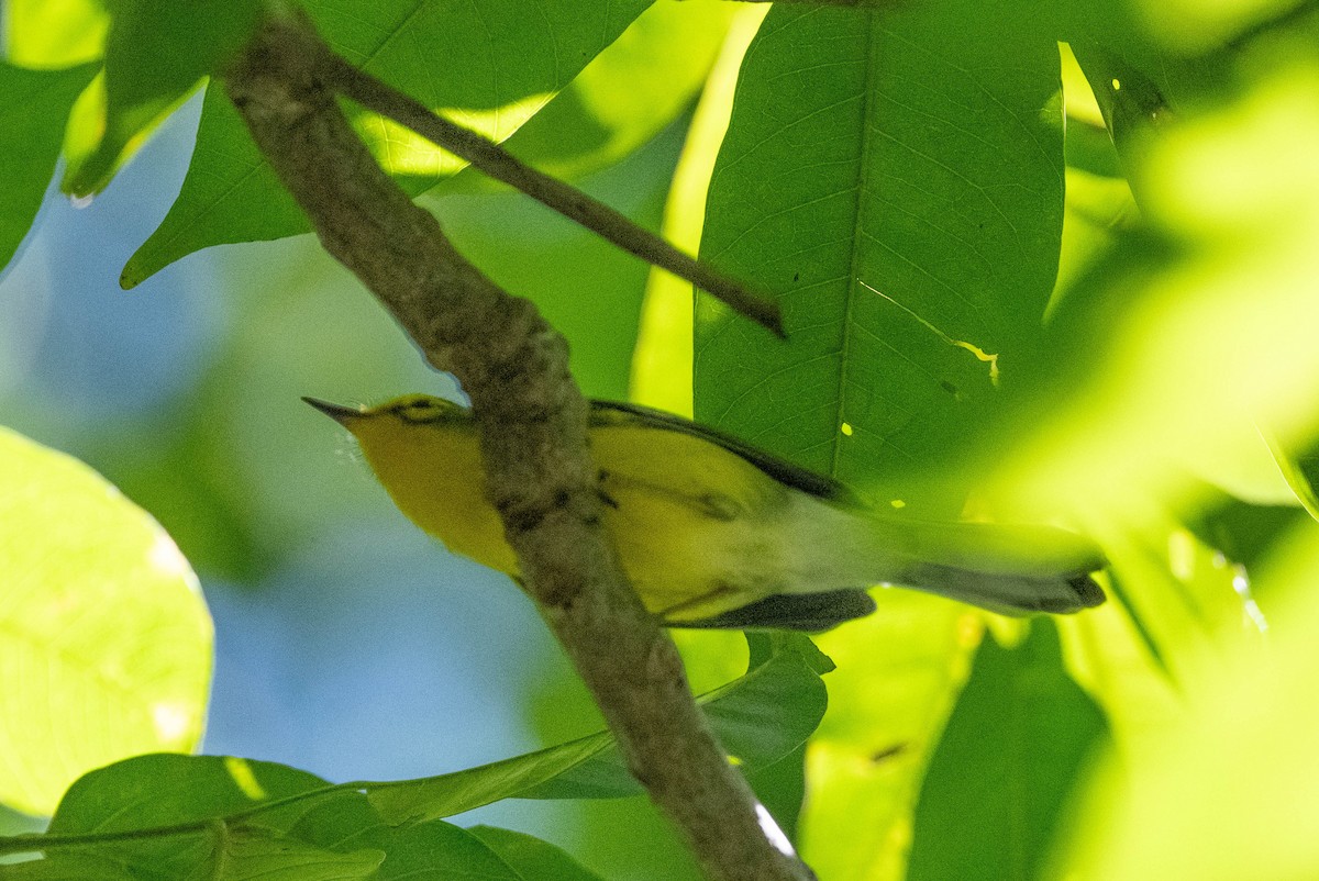 St. Lucia Warbler - ML625886794