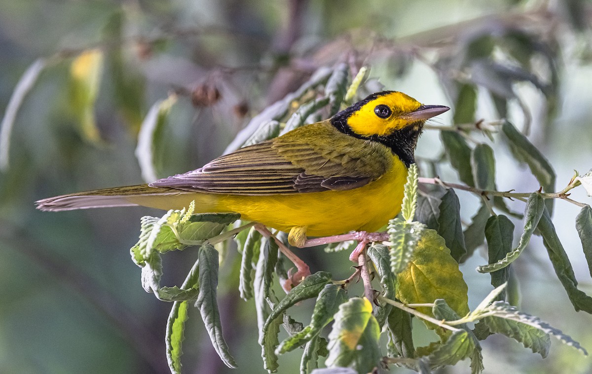 lesňáček kápový - ML625886842