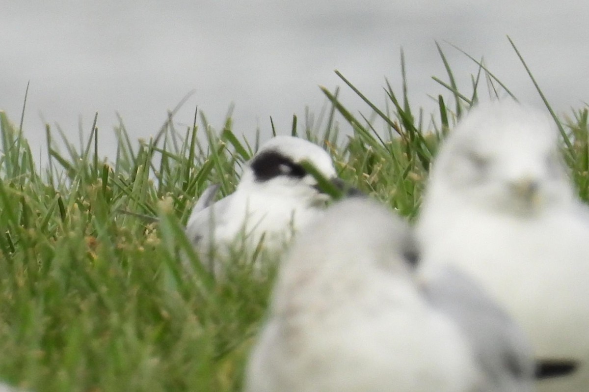 Forster's Tern - ML625886860