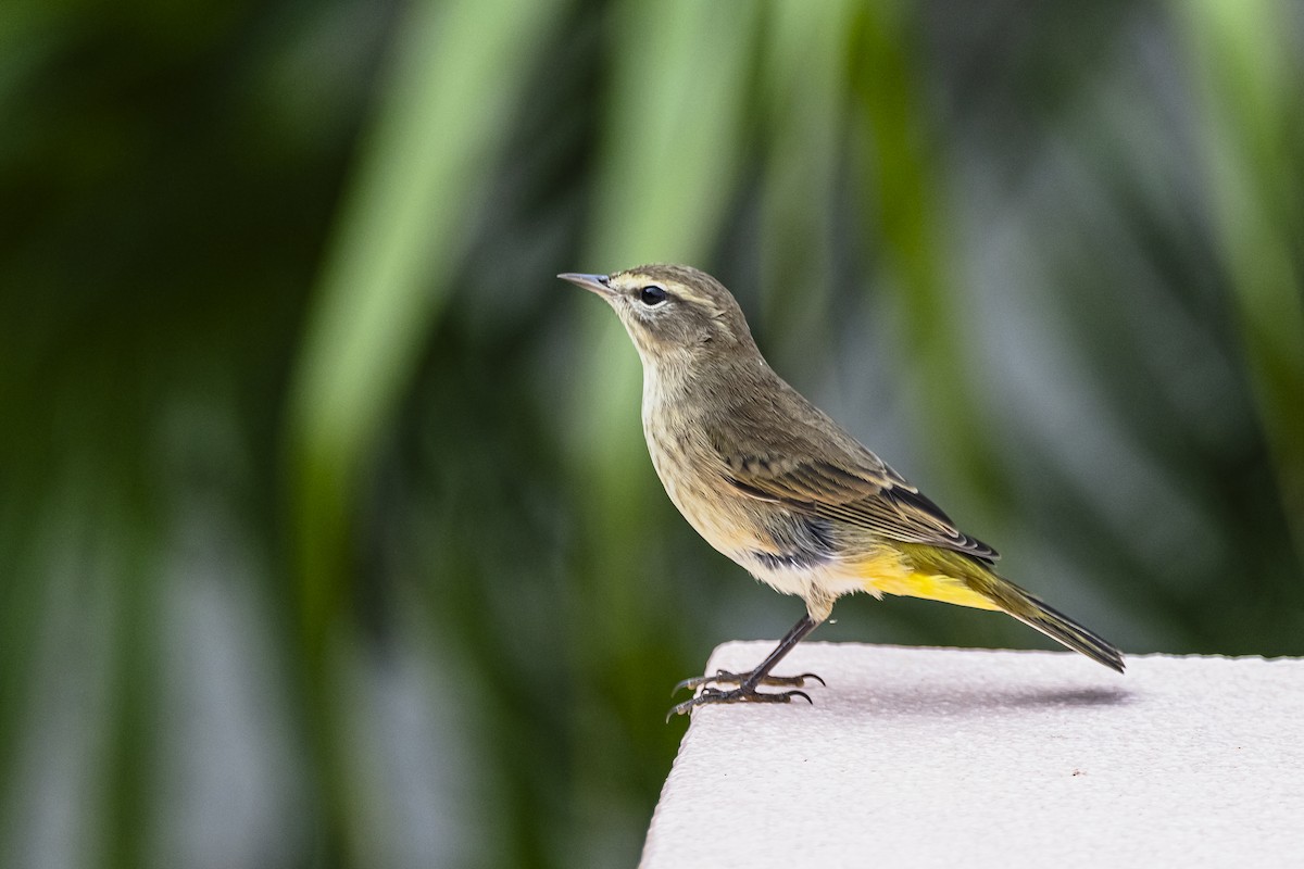 lesňáček bažinný - ML625886862