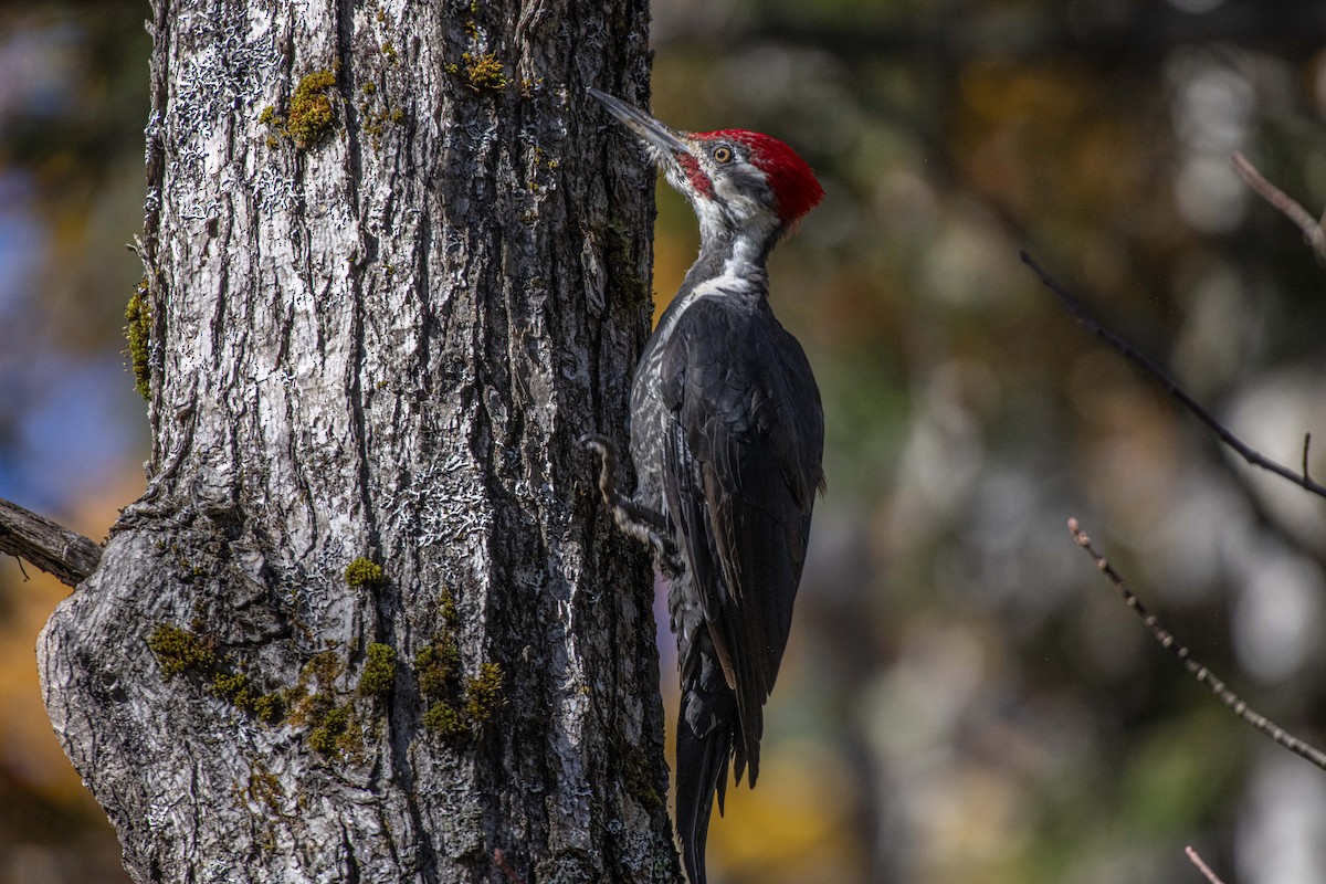 Pileated Woodpecker - ML625886897