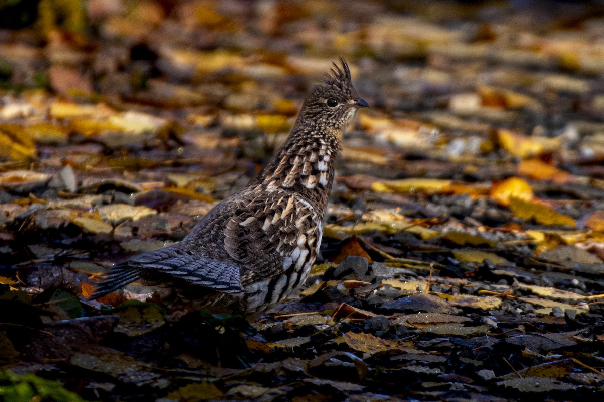 Ruffed Grouse - ML625886954