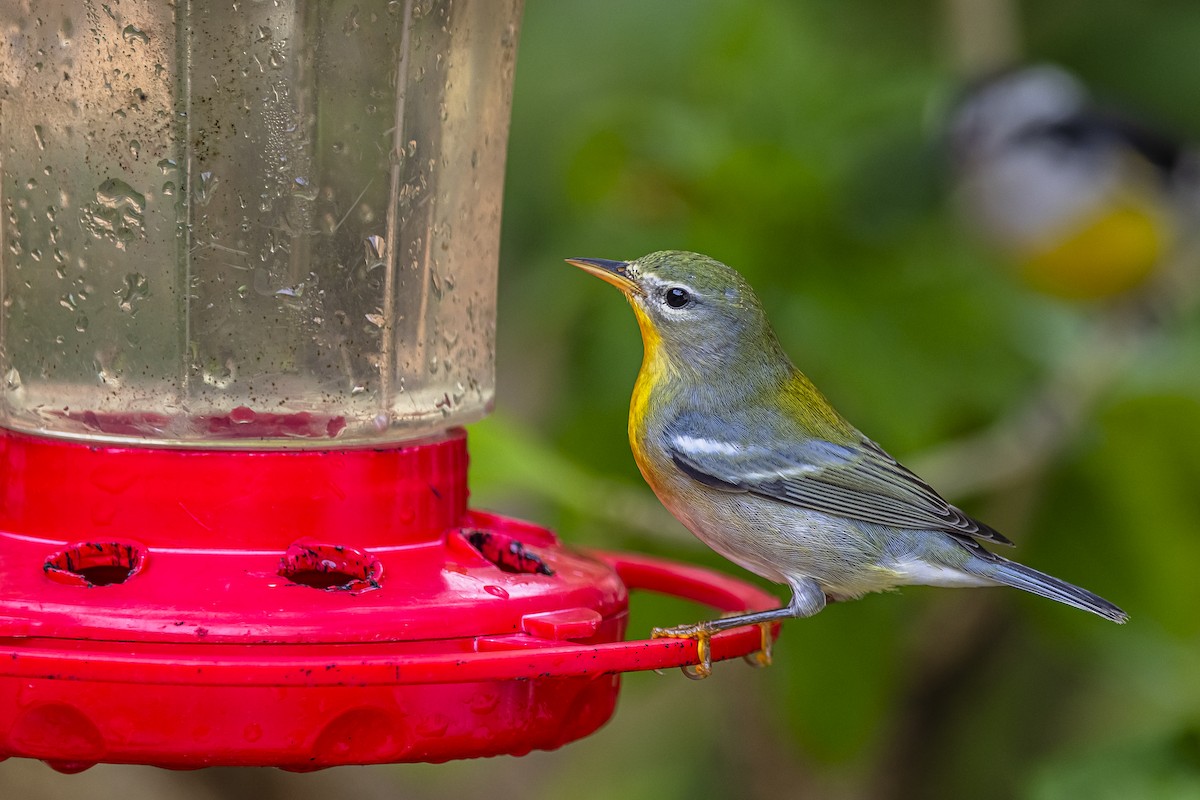 lesňáček lišejníkový - ML625886969