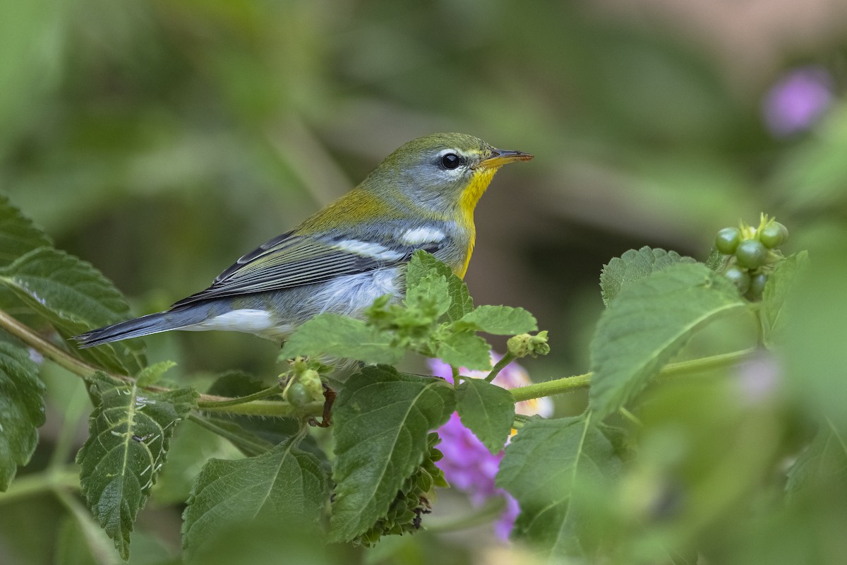 lesňáček lišejníkový - ML625886970