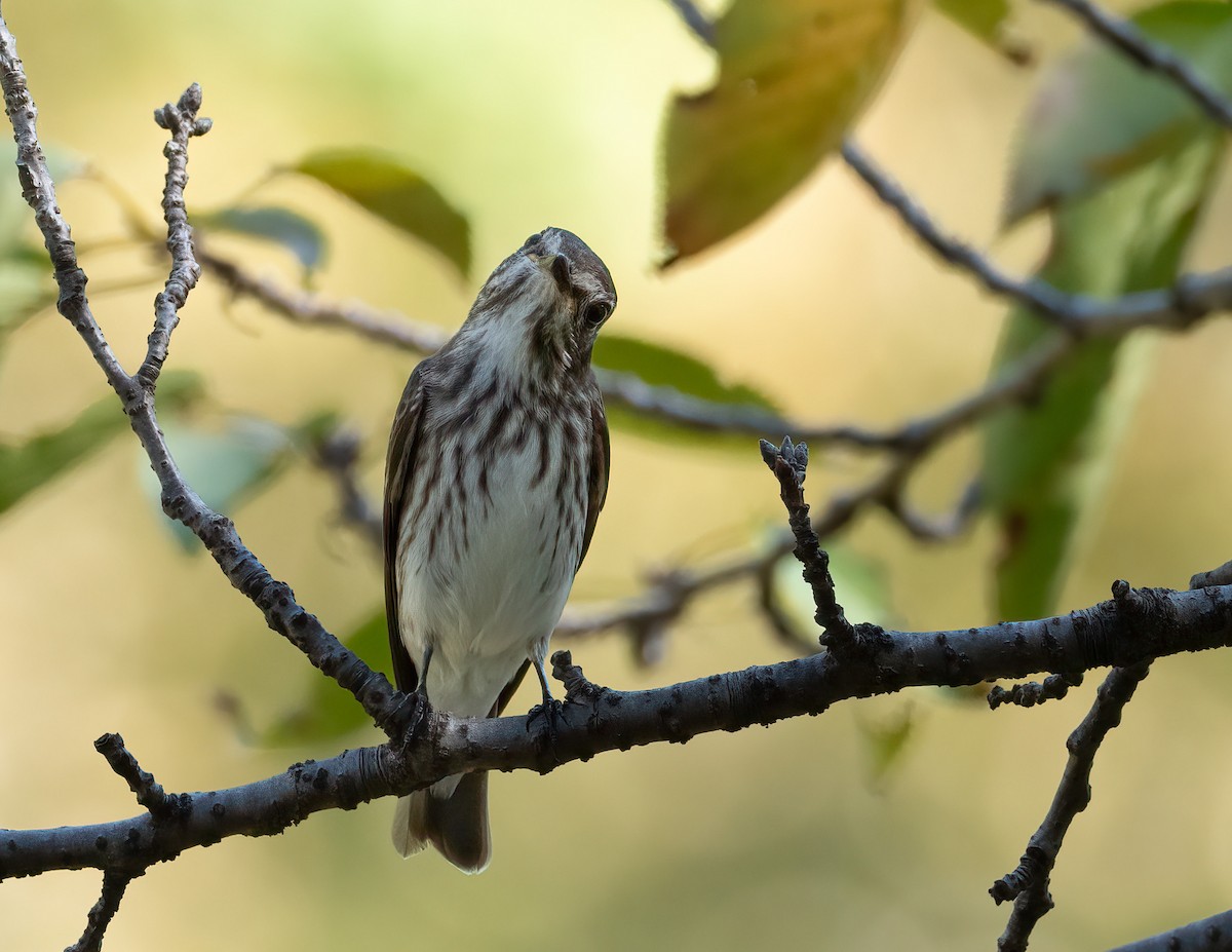 Gray-streaked Flycatcher - ML625887033