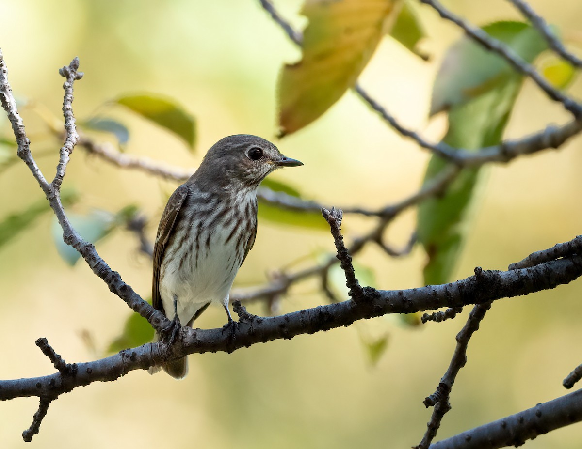 Gray-streaked Flycatcher - ML625887035