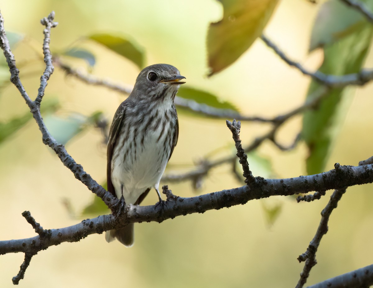 Gray-streaked Flycatcher - ML625887036