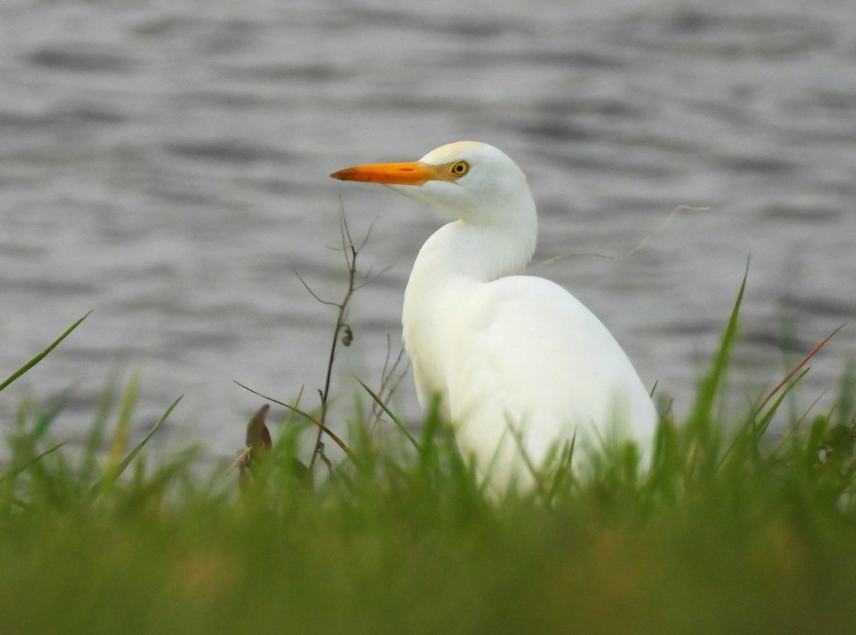 Western Cattle-Egret - ML625887178