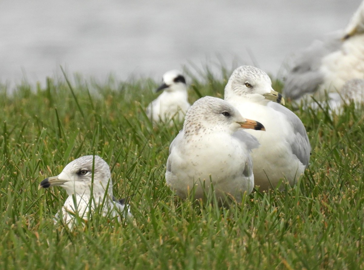 Ring-billed Gull - ML625887191