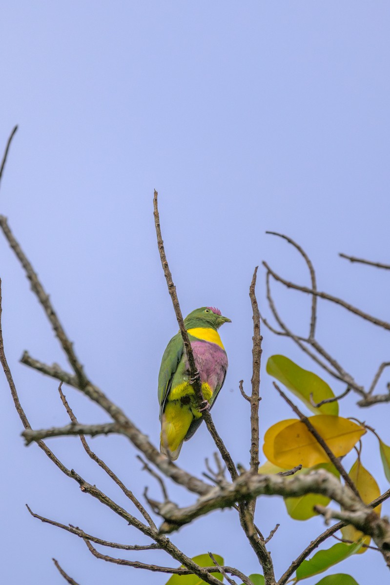 Yellow-bibbed Fruit-Dove - ML625887276
