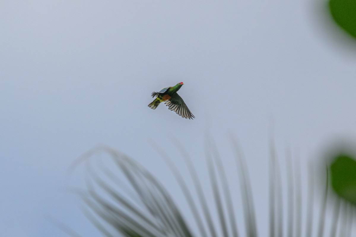 Knob-billed Fruit-Dove - ML625887278