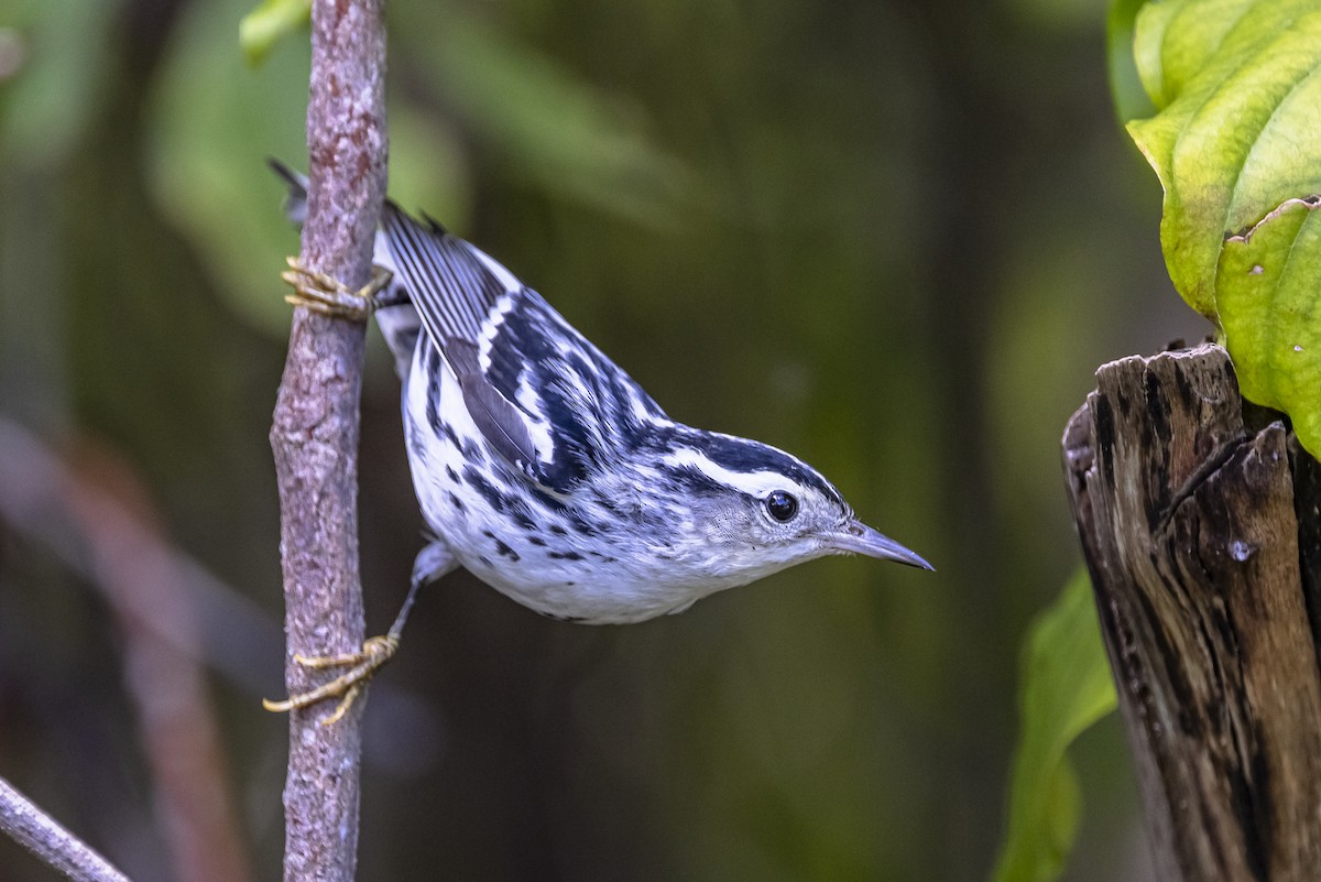 lesňáček černobílý - ML625887279