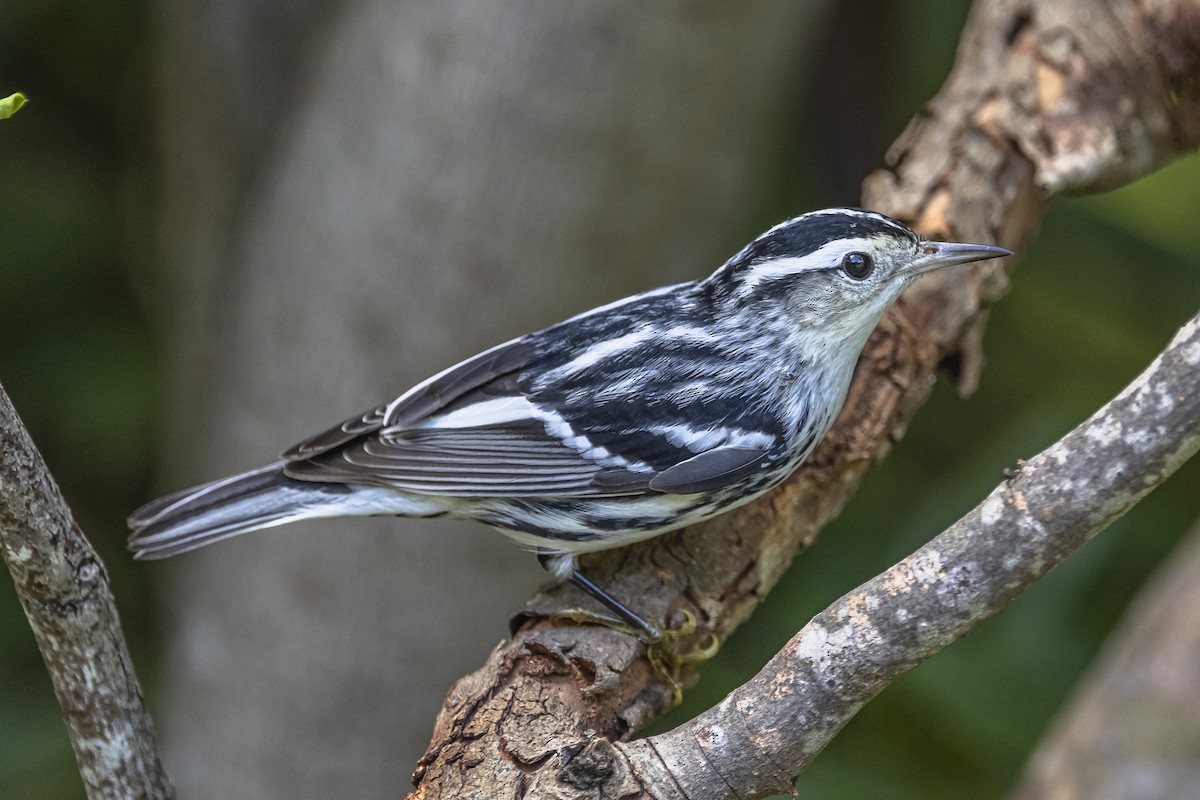 lesňáček černobílý - ML625887280