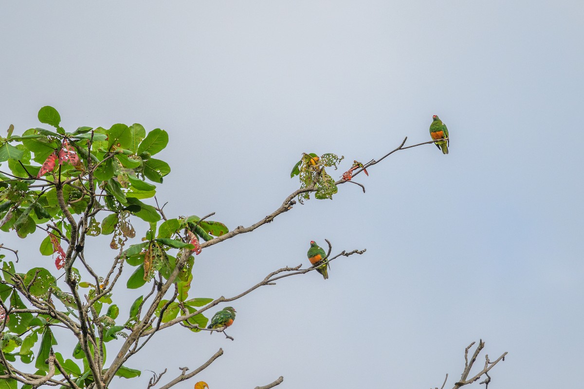 Knob-billed Fruit-Dove - ML625887349