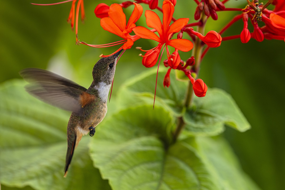 kalypta bahamská - ML625887409