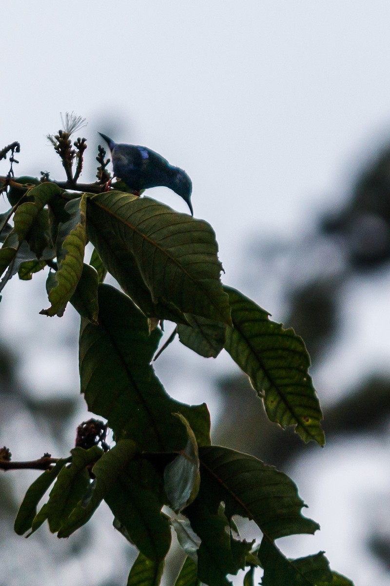 Red-legged Honeycreeper - ML625887470