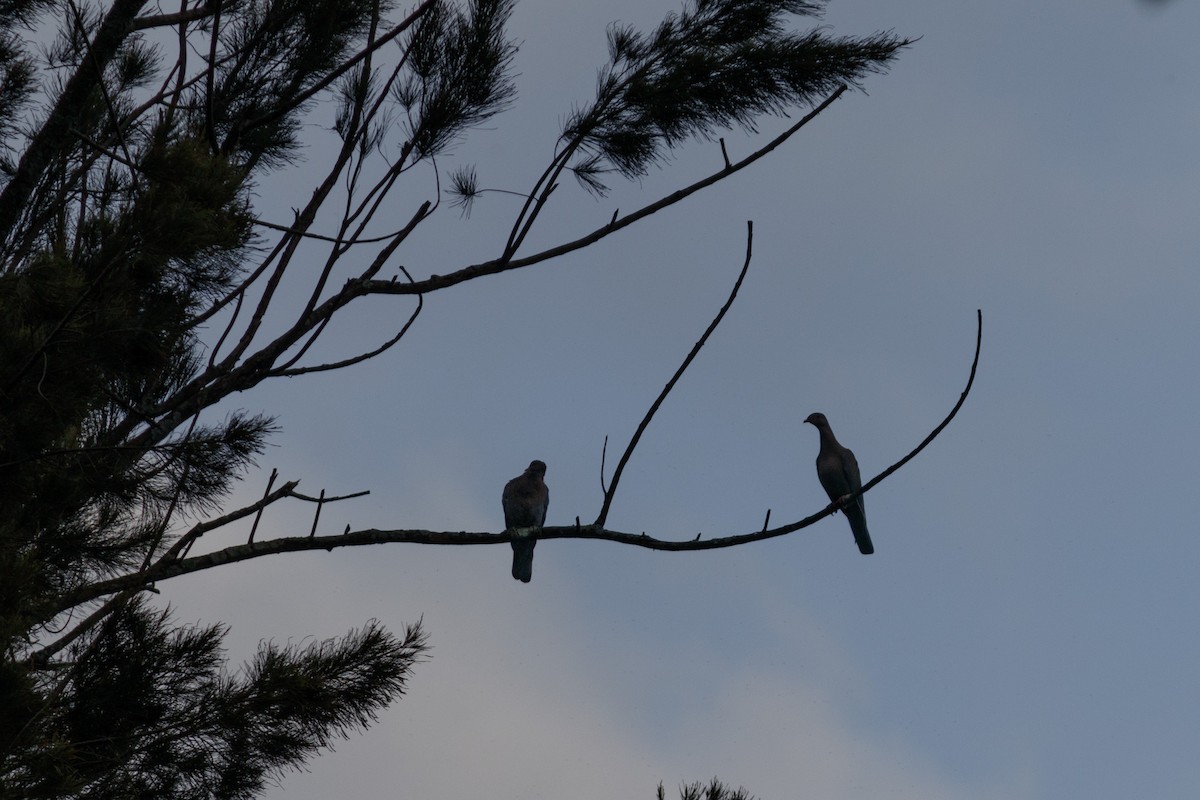 Red-billed Pigeon - ML625887473