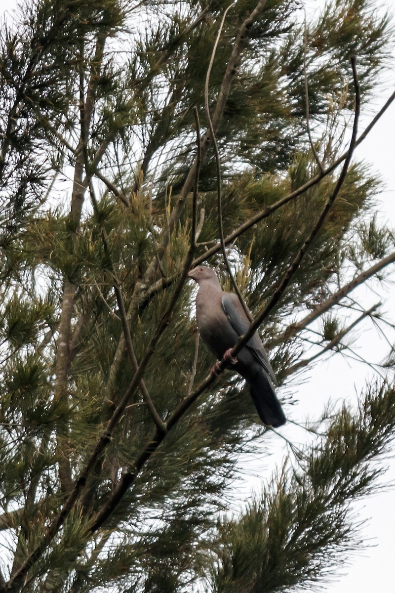 Red-billed Pigeon - ML625887474