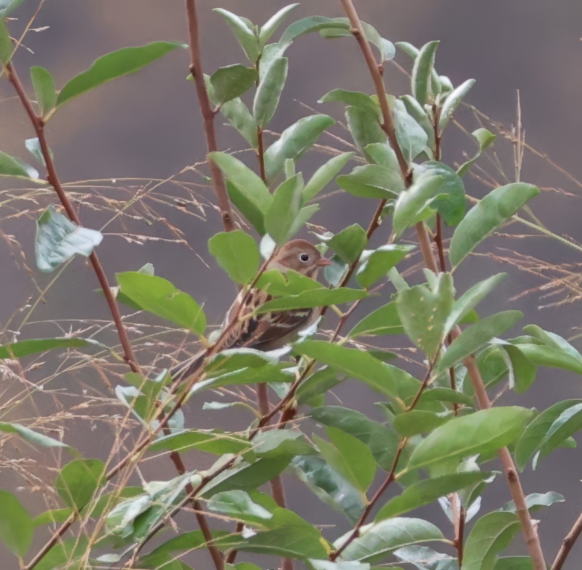 Field Sparrow - ML625887577