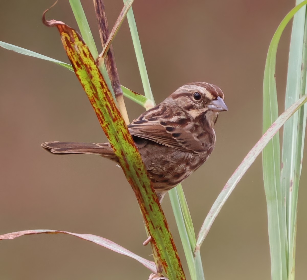 Song Sparrow - ML625887583