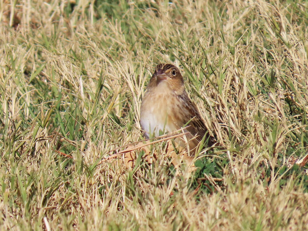 Grasshopper Sparrow - ML625887619