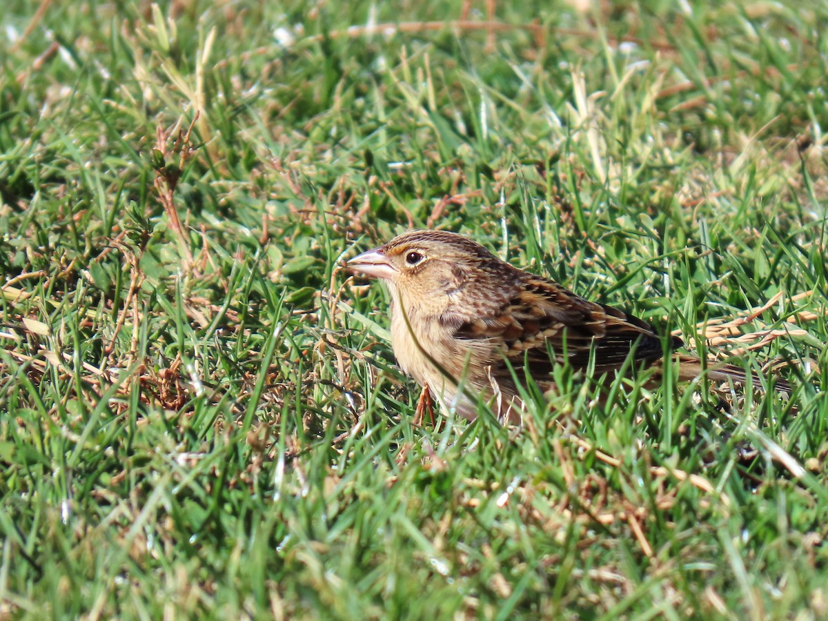 Grasshopper Sparrow - ML625887627