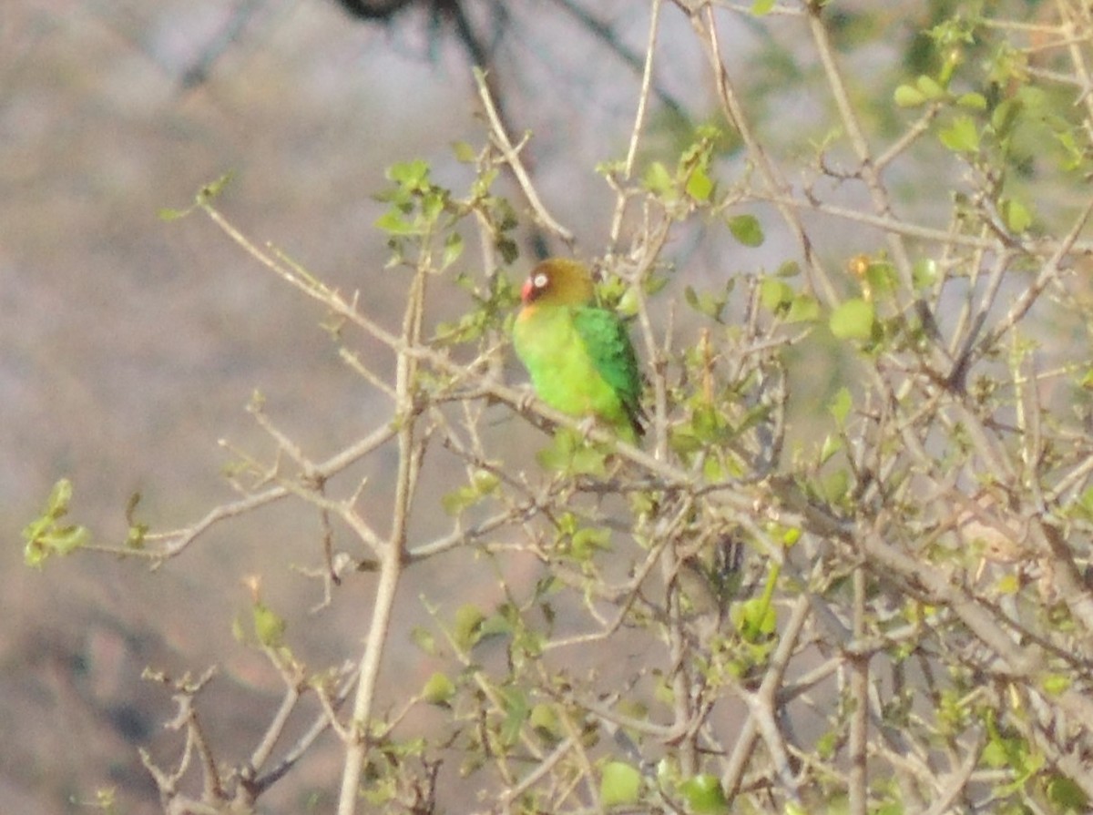 Black-cheeked Lovebird - ML625887689