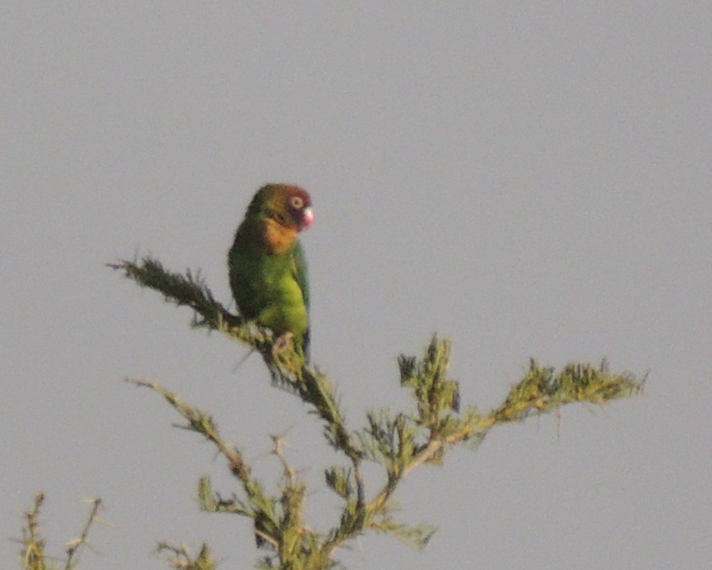 Black-cheeked Lovebird - ML625887691