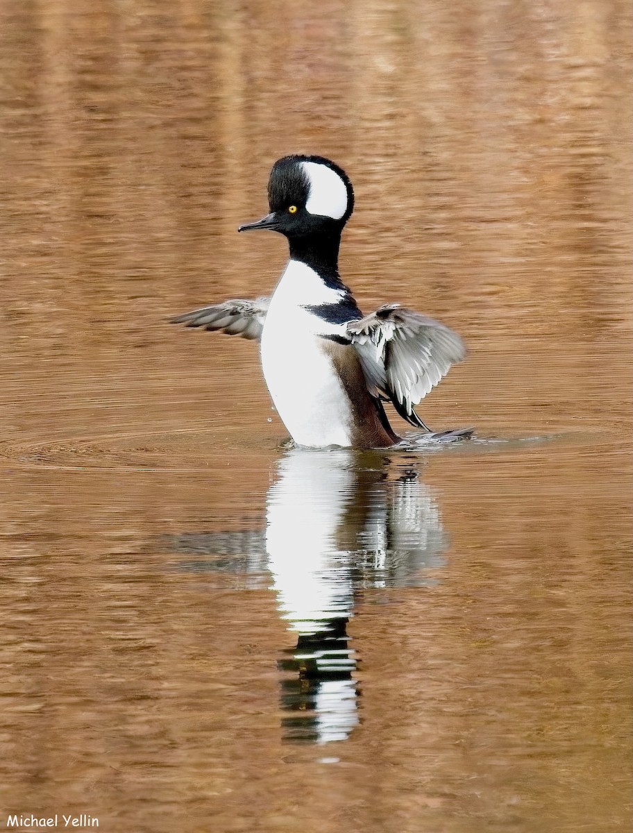 Hooded Merganser - ML625888013