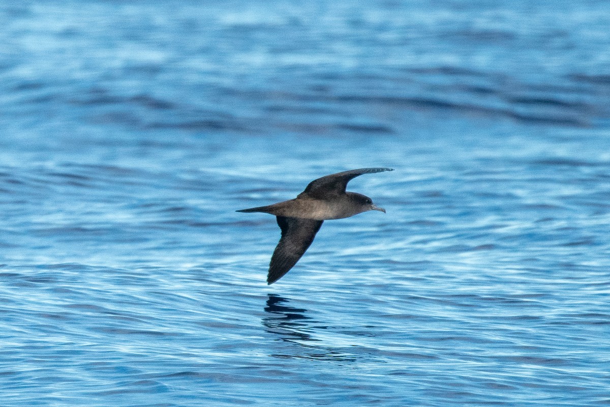 Wedge-tailed Shearwater - ML625888115