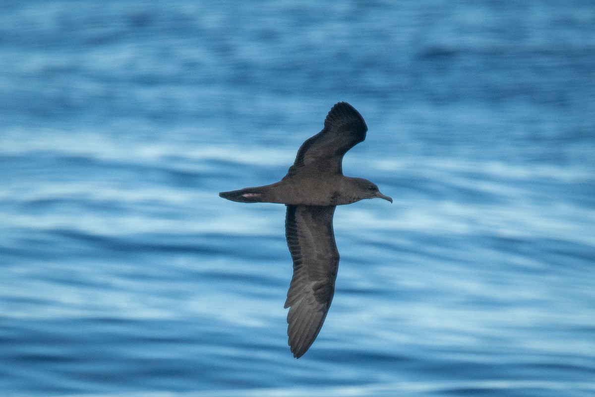 Wedge-tailed Shearwater - ML625888116