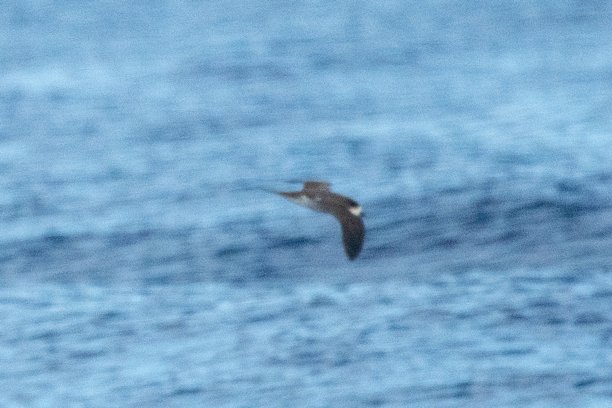 Hawaiian Petrel - ML625888148