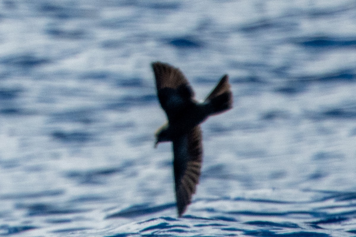 Band-rumped Storm-Petrel - ML625888257