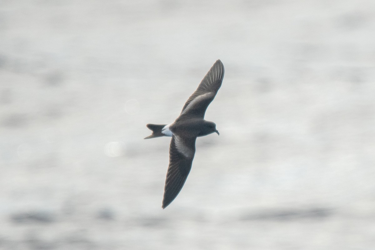 Leach's Storm-Petrel - ML625888258