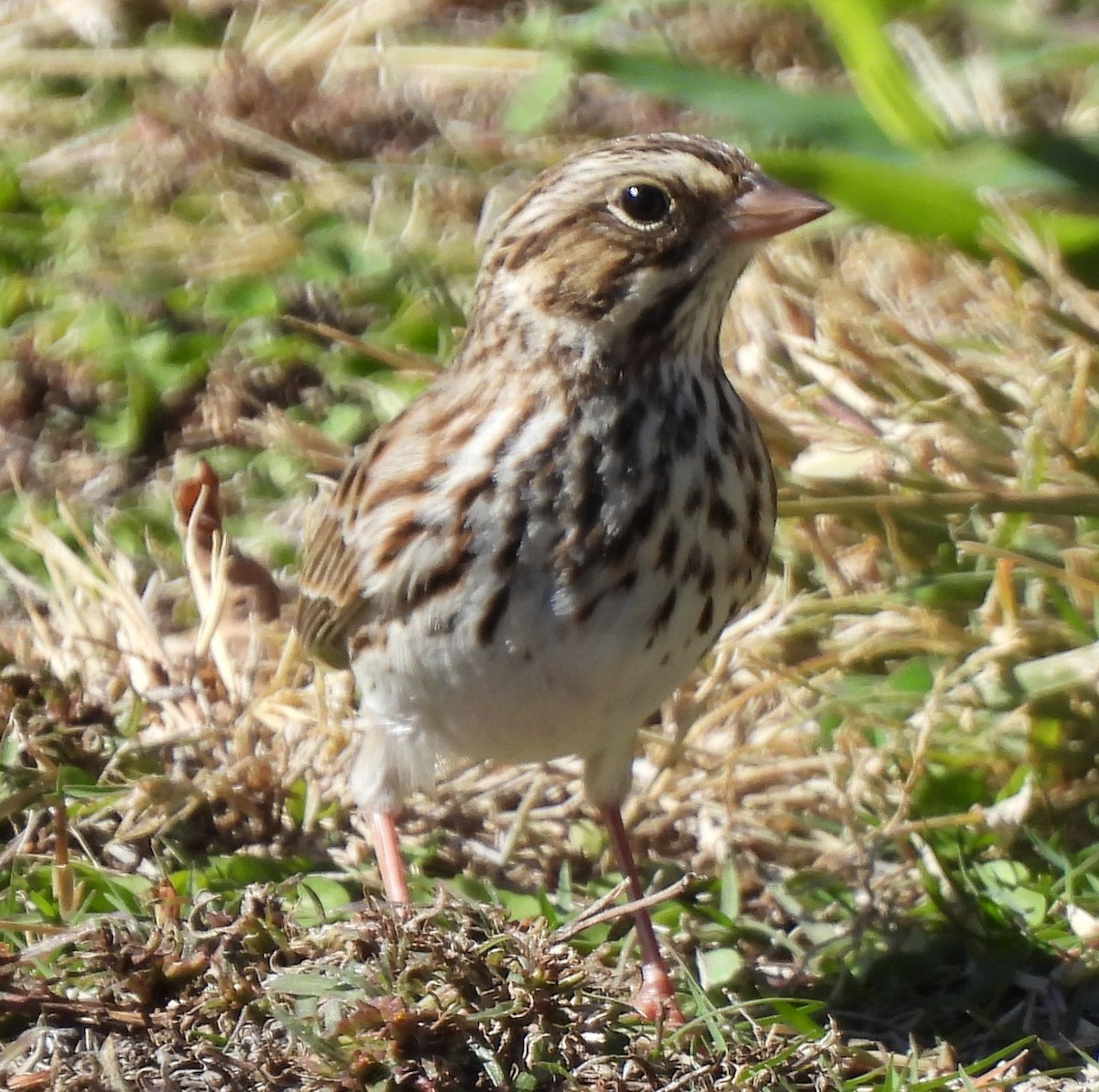 Savannah Sparrow - ML625888383