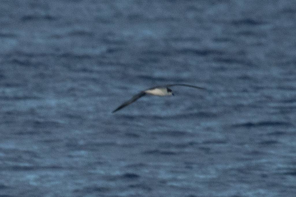 Hawaiian Petrel - ML625888403