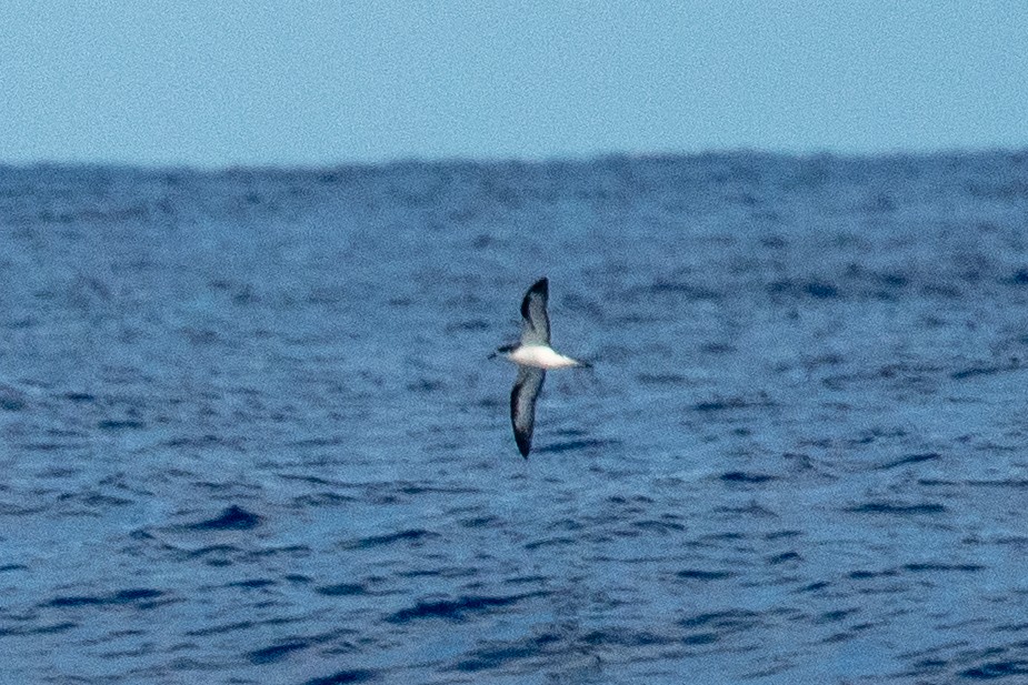 Hawaiian Petrel - ML625888404